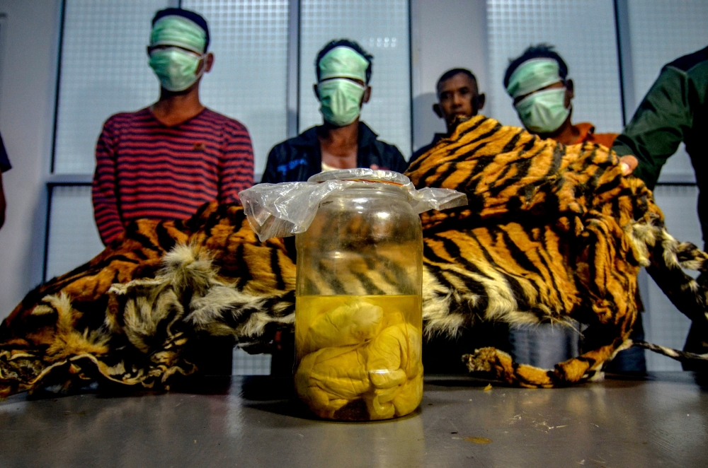 Three Indonesian men being paraded on December 7, 2019 with a seized Sumatran tiger skin and four tiger foetus in a jar, after they were caught by the wildlife enforcement team as they tried to sell these items in Pekanbaru, Riau.  AFP / Wahyudi
 