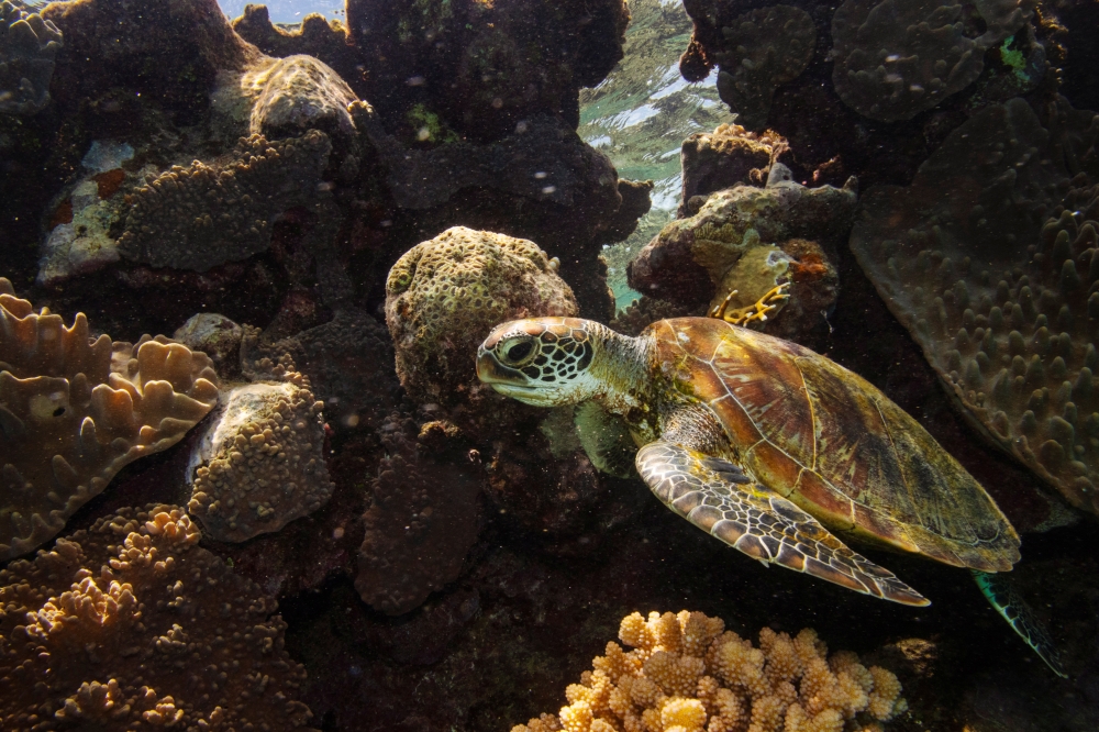 A green turtle swims through corals on the Great Barrier Reef off the coast of Cairns, Australia October 25, 2019. Reuters/Lucas Jackson