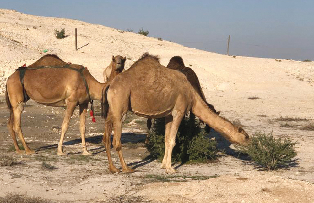 Camels grazing at prohibited areas.
