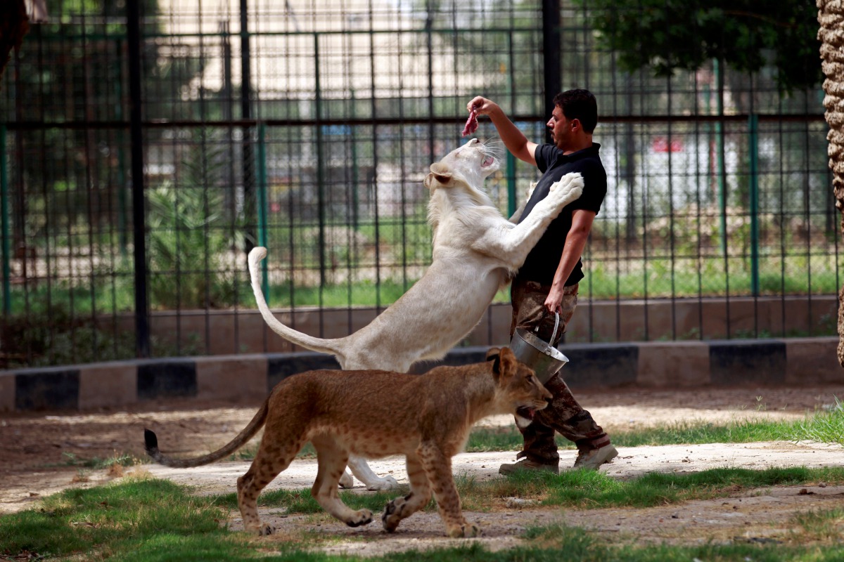 A keeper feeds a white lion at Al Zawra zoo in Baghdad, June 15, 2017. Reuters / Khalid al-Mousily