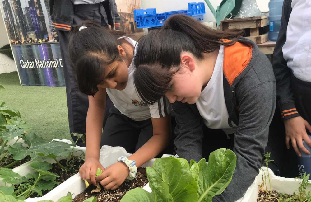 Students harvesting leafy vegetables in a school which they cultivated themselves under ‘Farm Your Country’ initiative. The project aims to implement plans and programmes in the field of agricultural awareness for school students and to achieve the desire