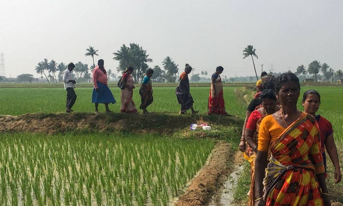 Representative image (A group of Dalit women of a farming collective walking on the land that they took over for cultivation in Pallur, India. Thomson Reuters Foundation / Rina Chandran) 