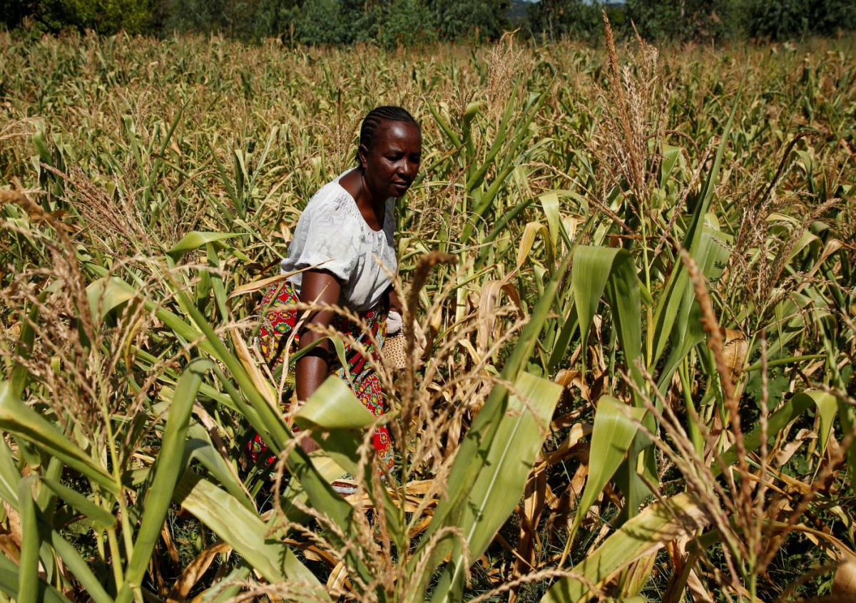 A Villager inspects her failing maize crop in rural Bindura near Harare, Zimbabwe, March 1, 2019. Reuters / Philimon Bulawayo