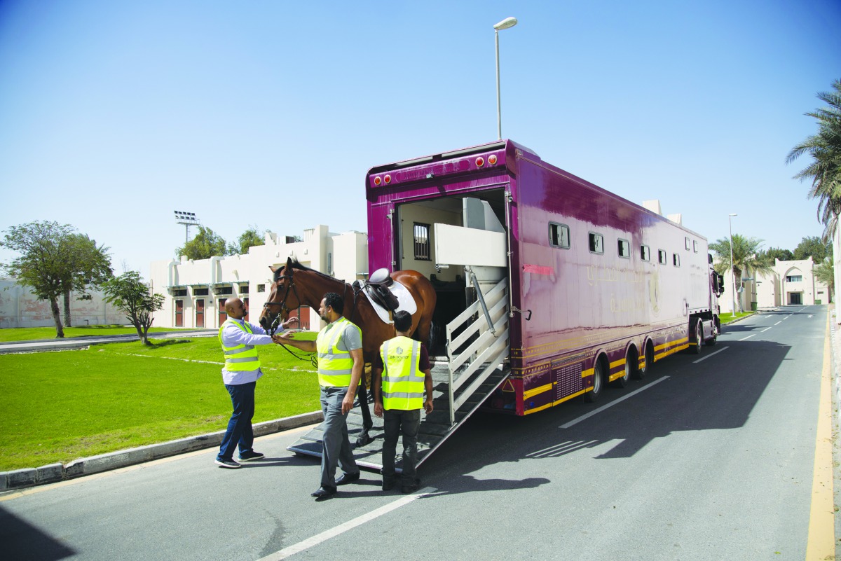 Workers guiding a horse to the Longines Arena at Al Shaqab ahead of the competition.