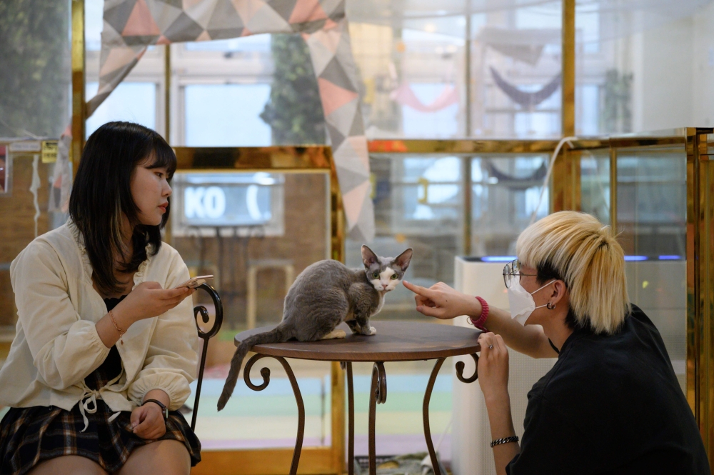 In a photo taken on March 31, 2020 customers play with a cat at the Eden Meerkat Friends animal cafe in Seoul. Business has been devastated by the coronavirus outbreak, with South Koreans staying at home under social distancing guidelines, and tourism dis