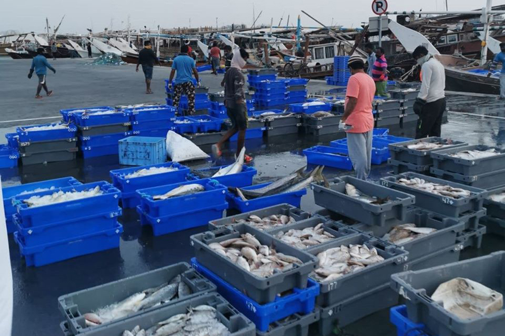 Fish baskets at a port in Doha as special arrangements were made by the Fish Affairs Department to ensure safe supply of fish as a measure to curb COVID-19. 