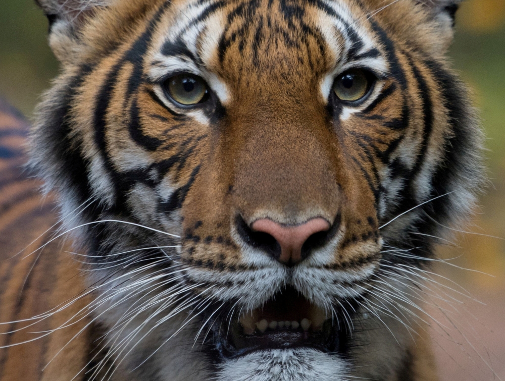 Nadia, a 4-year-old female Malayan tiger at the Bronx Zoo. 