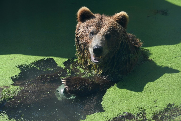 A brown bear such as this was spotted walking with her three cubs along a normally busy lakeshore in Greece (AFP Photo/Attila KISBENEDEK)
