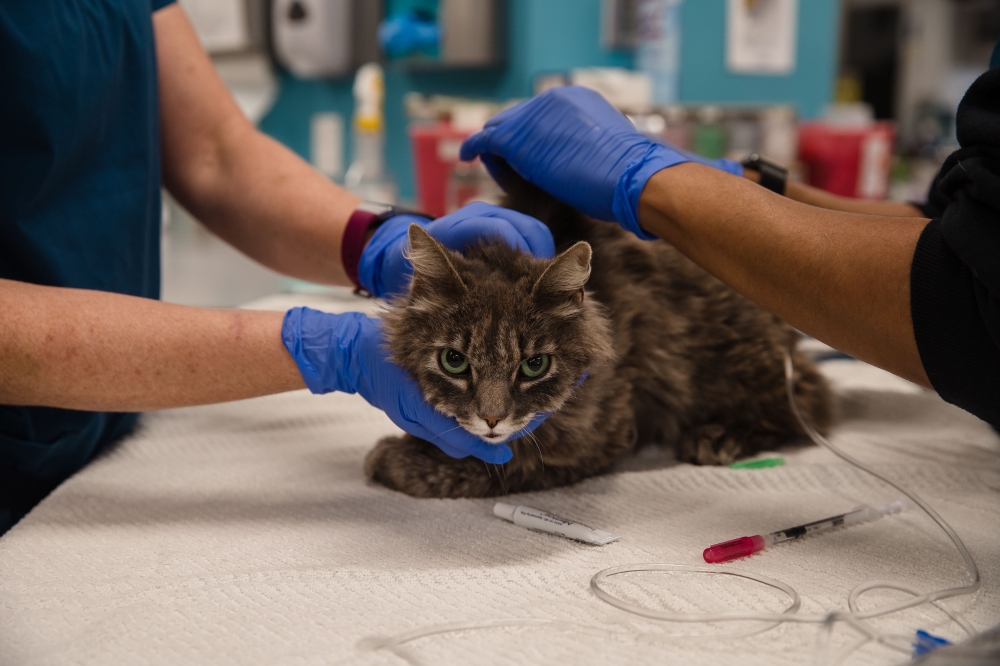 A cat, that is not eating or drinking, is looked over at the clinic at the San Diego Humane Society on April 21, 2020. AFP / ARIANA DREHSLER 