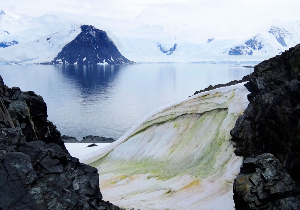 Muli-colored snow algae on Anchorage Island, in Antarctica. 
