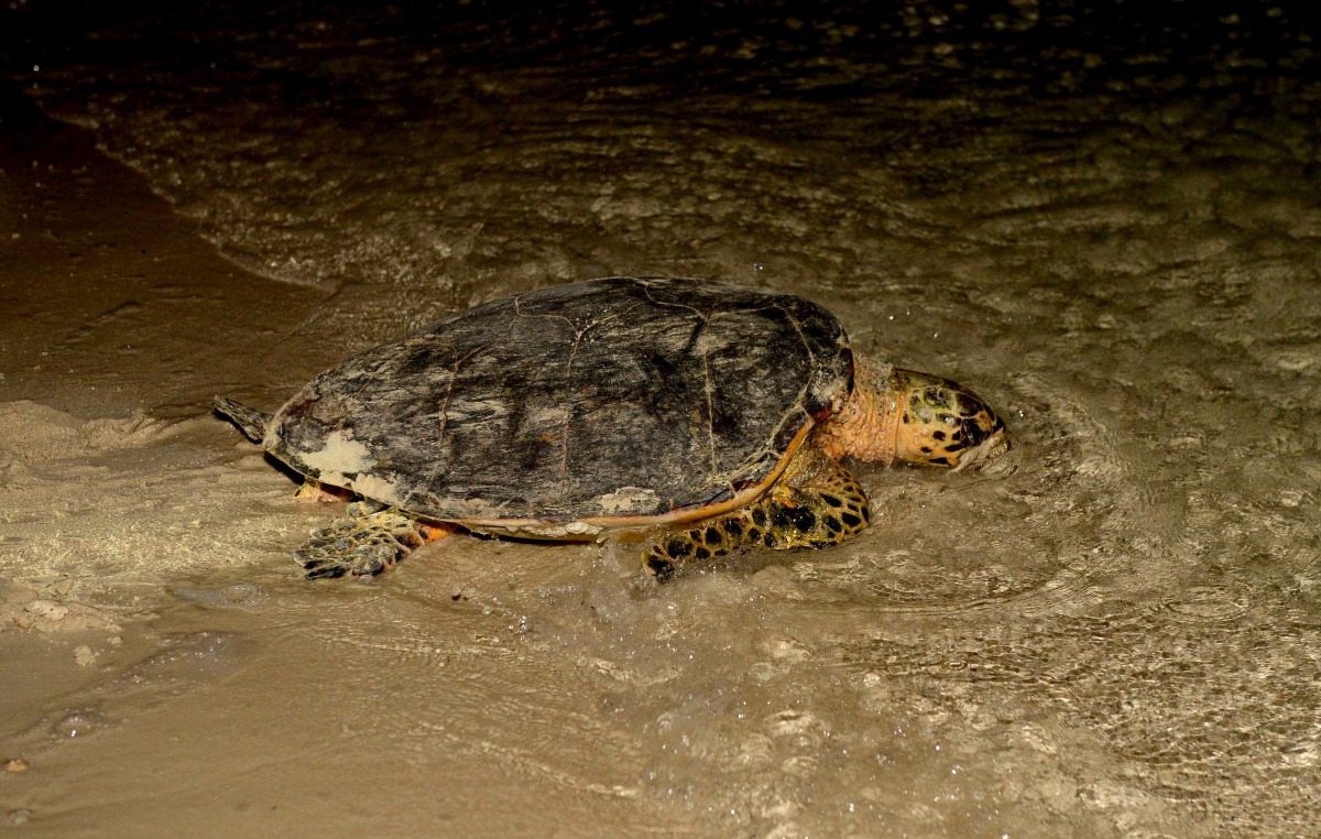 MME marks World Turtle Day 2020 The Peninsula Qatar