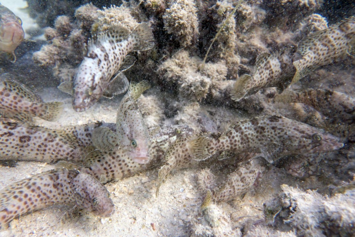 20,000 small Hamour fish released in Qatari waters to enrich fish stocks The Peninsula Qatar