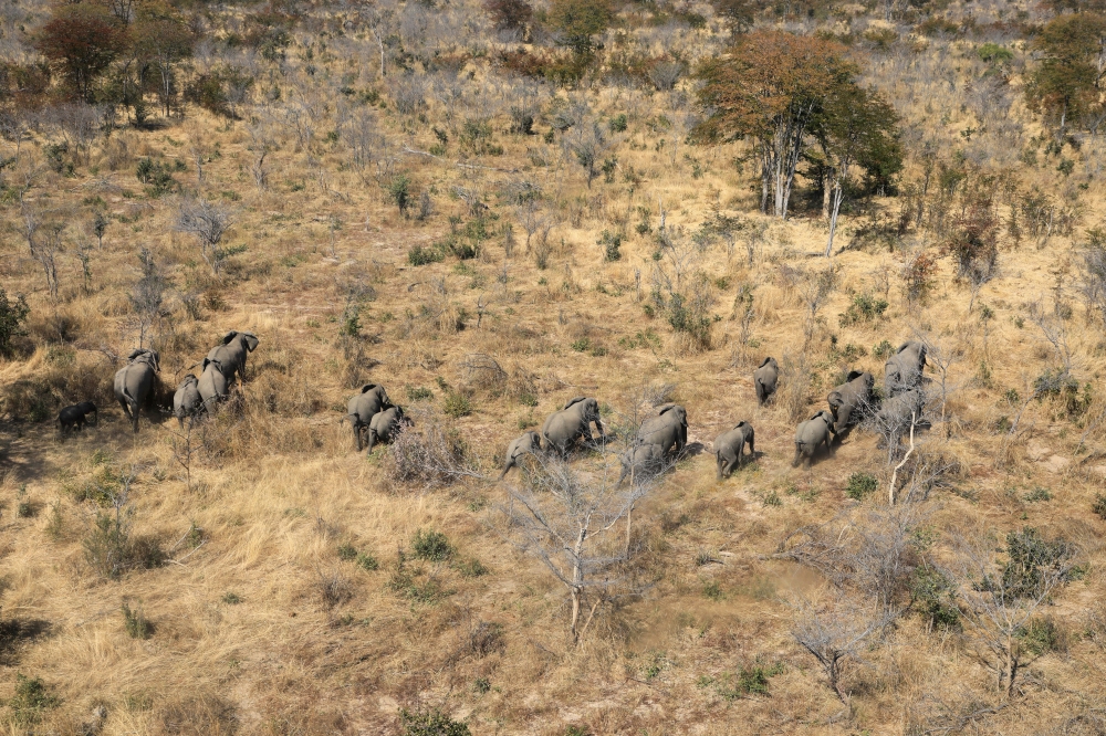 A herd of elephants walk through the bush near Seronga, in the Okavango Delta, Botswana, July 9, 2020. REUTERS/Thalefang Charles NO RESALES. NO ARCHIVES
