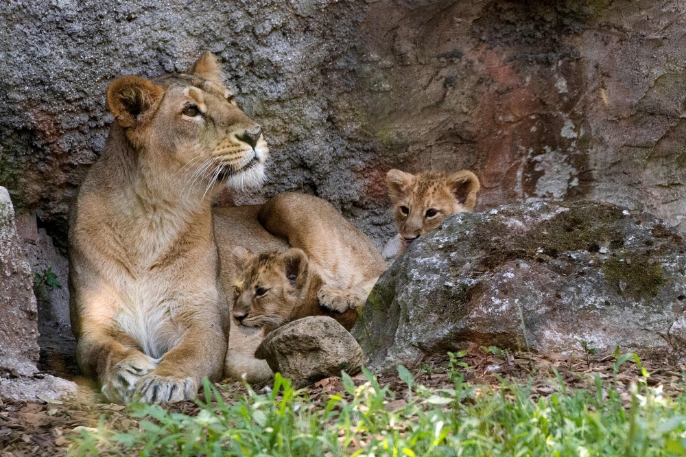Newborn Asian lion cubs play together next to their mother, in their enclosure at the Bioparco zoo, in Rome, on July 10, 2020. / AFP / Tiziana FABI
