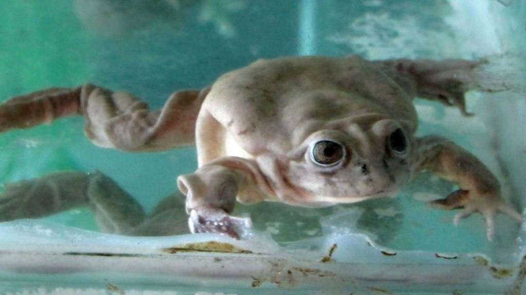 The Lake Titicaca water frog is the world's largest aquatic amphibian, growing up to six inches long (145 millimeters) (AFP Photo/Carlos MANDUJANO)
