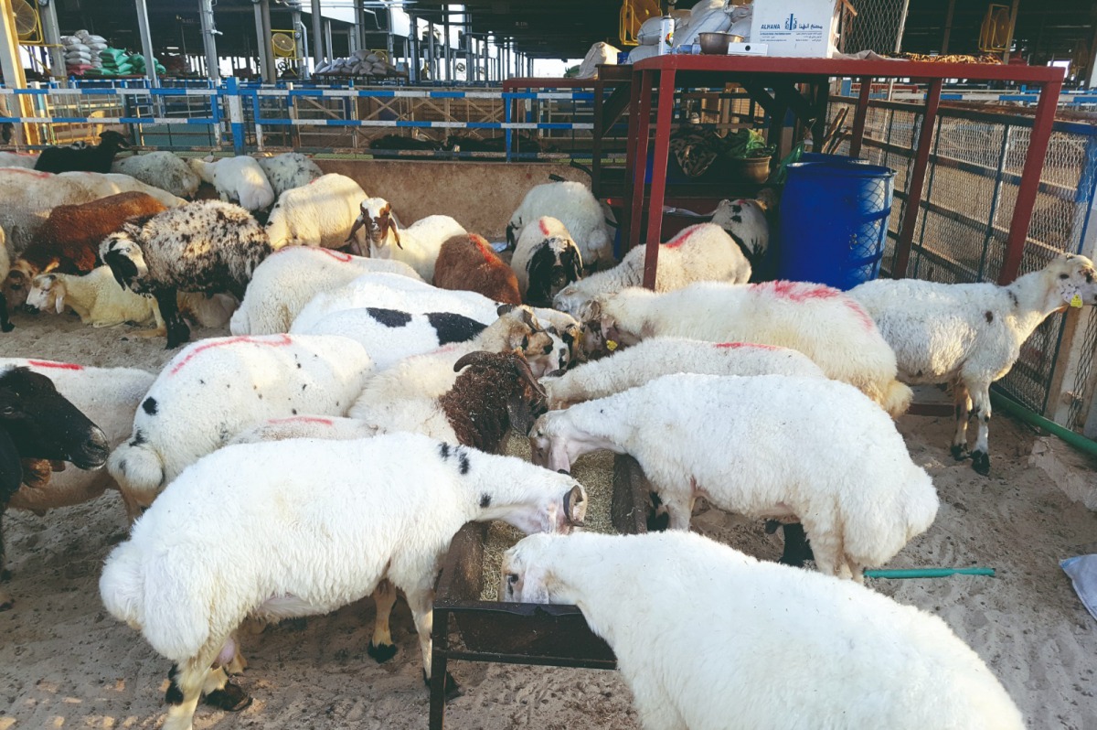 Eid Al Adha livestock at Al Wakra Central Market. (Pic: Abdul Basit / The Peninsula)

