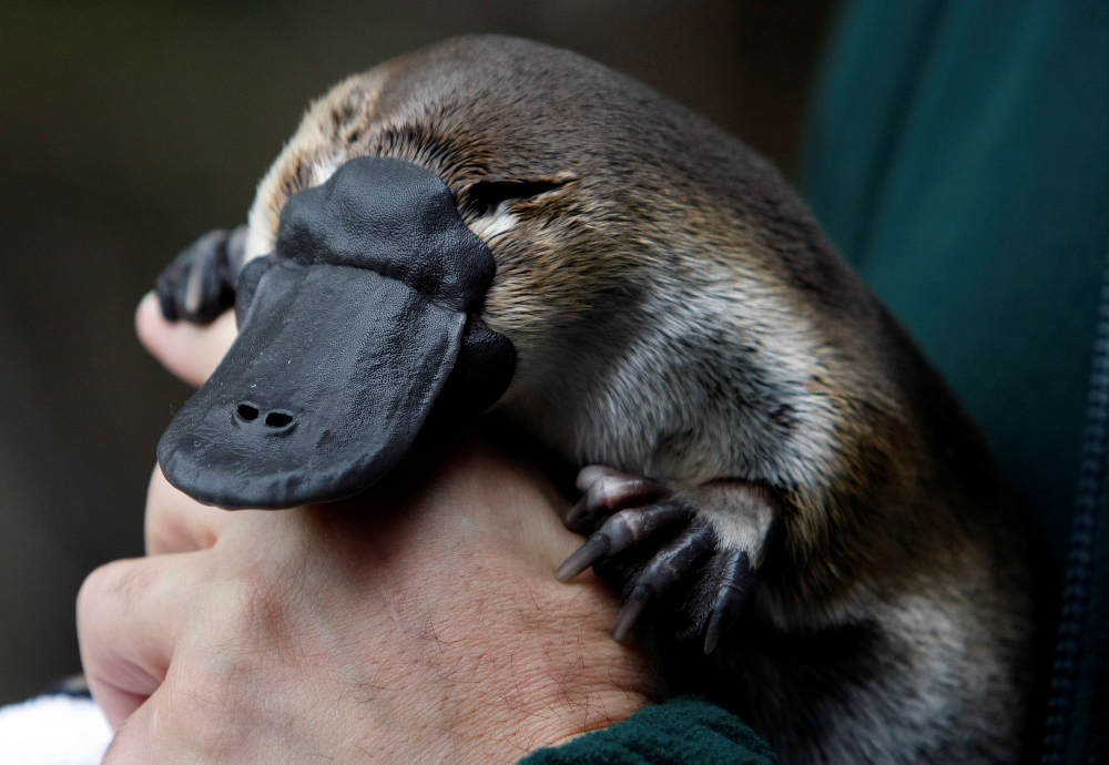 An adult male platypus named Millsom is carried by his keeper at an animal sanctuary in Melbourne May 8, 2008. REUTERS/Mick Tsikas/File Photo