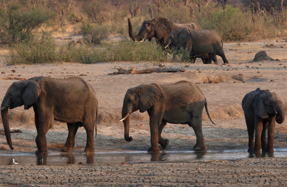 A group of elephants are seen near a watering hole inside Hwange National Park, in Zimbabwe, October 23, 2019. REUTERS/Philimon Bulawayo/File Photo