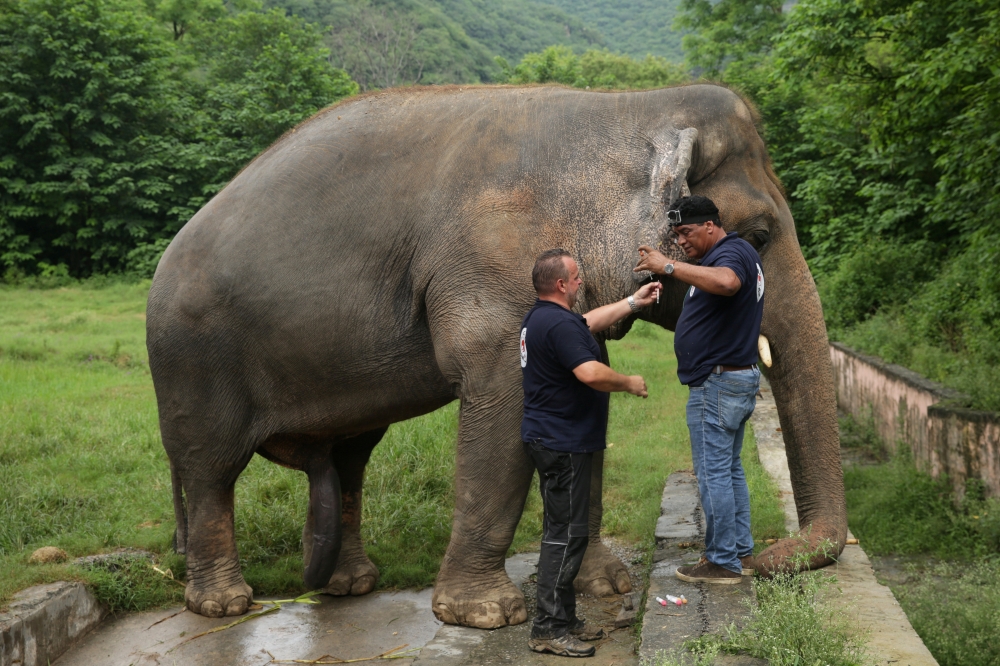 Frank Goeritz (L), head of the veterinary service at Leibniz Institute for zoo and wildlife research in Berlin, and Amir Khalil, head of project development at FOUR PAWS International, take blood sample of Kaavan, an elephant at the Marghazar Zoo in Islam