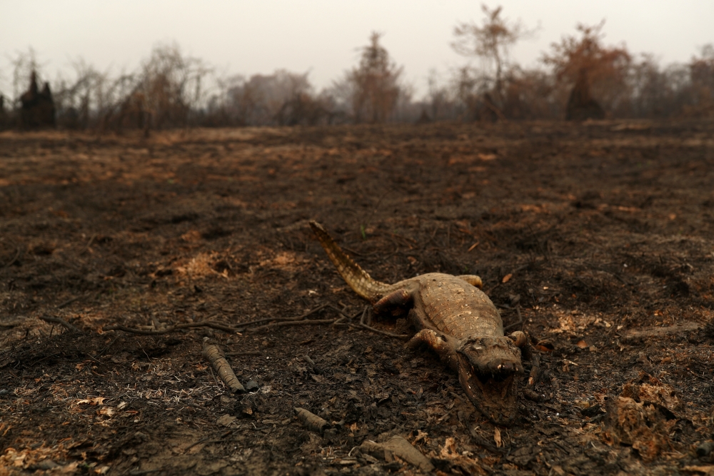 A dead caiman is pictured in an area that was burnt in a fire in the Pantanal, the world's largest wetland, in Pocone, Mato Grosso state, Brazil, August 31, 2020. REUTERS/Amanda Perobelli  