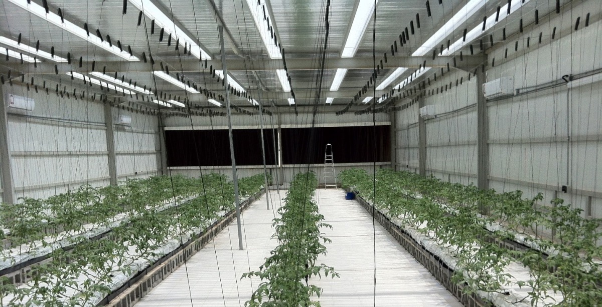 Qatar University’s Solar Greenhouse project