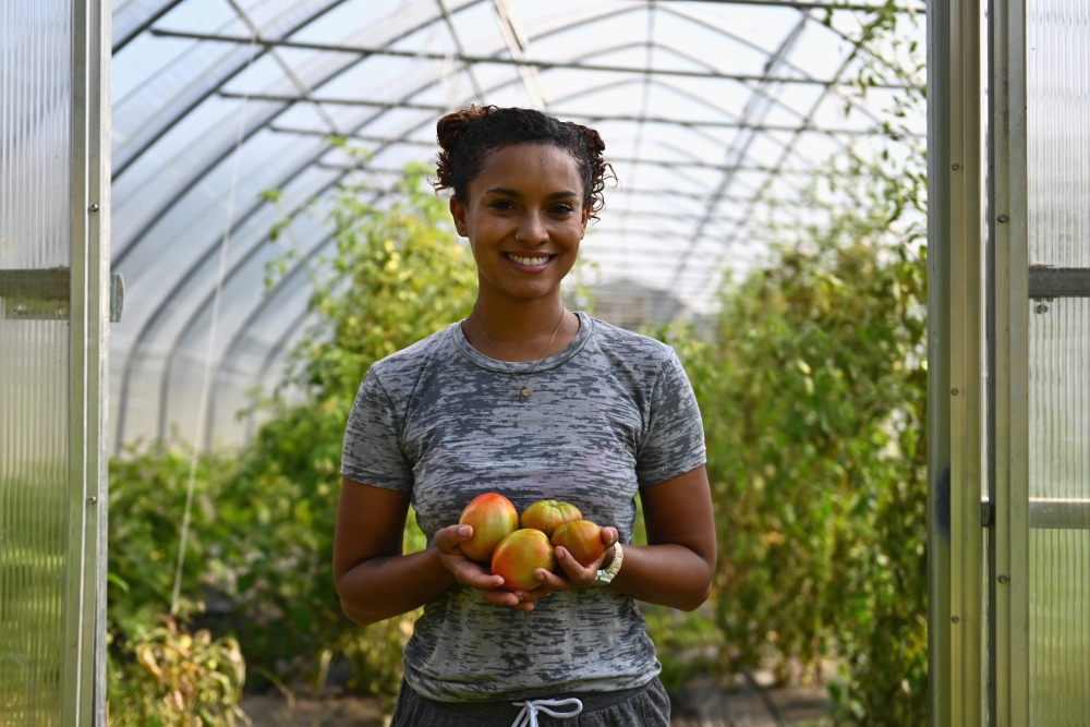 Brooke Bridges, assistant kitchen manager at Soul Fire Farm and public speaker harvests heirloom tomatoes on September 25, 2020 in Petersburg, New York. AFP / Angela Weiss