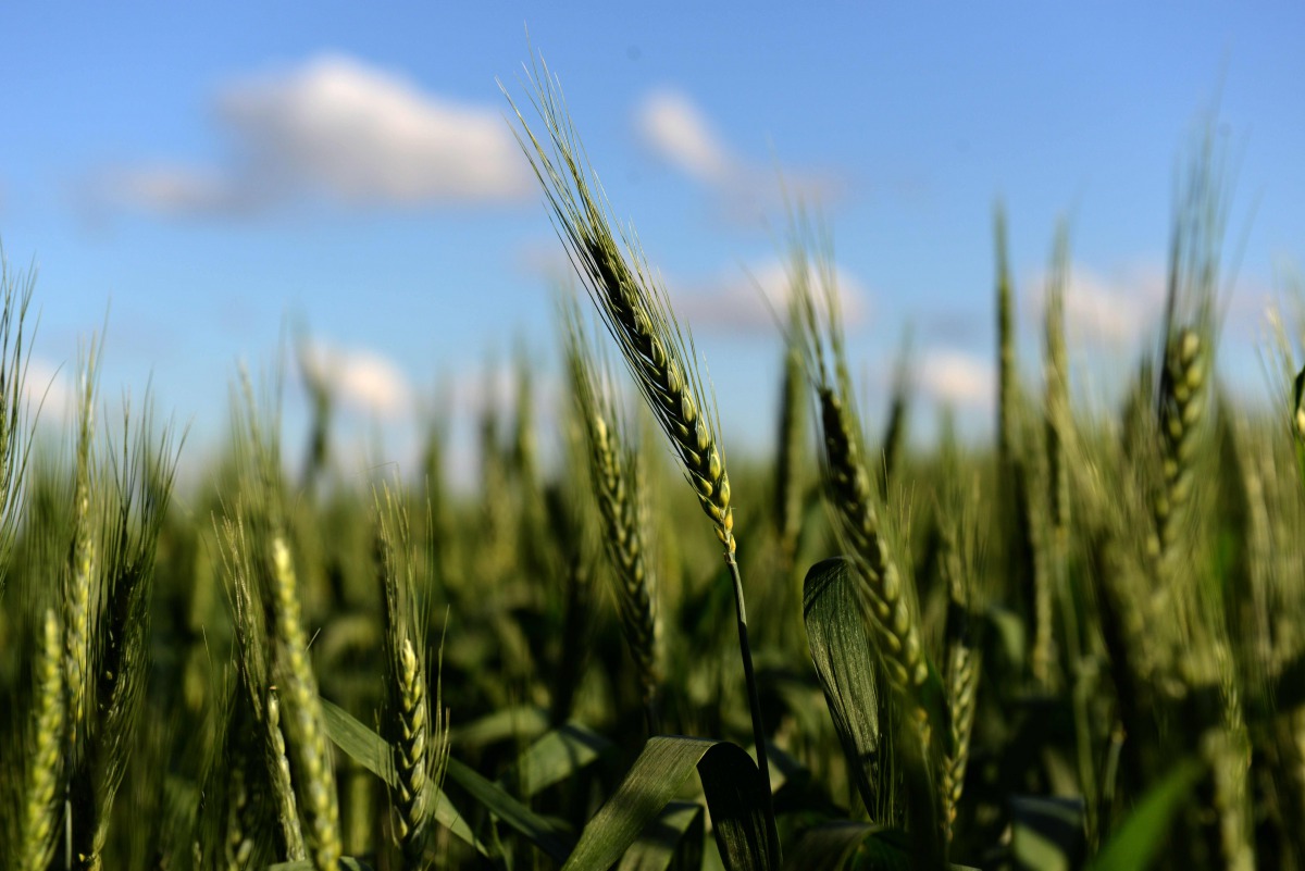 (FILES) This file photo taken on October 15, 2015 shows a wheat field in Ramallo, Buenos Aires Province. Argentina, the fourth largest wheat exporter in the world, became the first country to approve the commercialization of a variety of transgenic wheat,