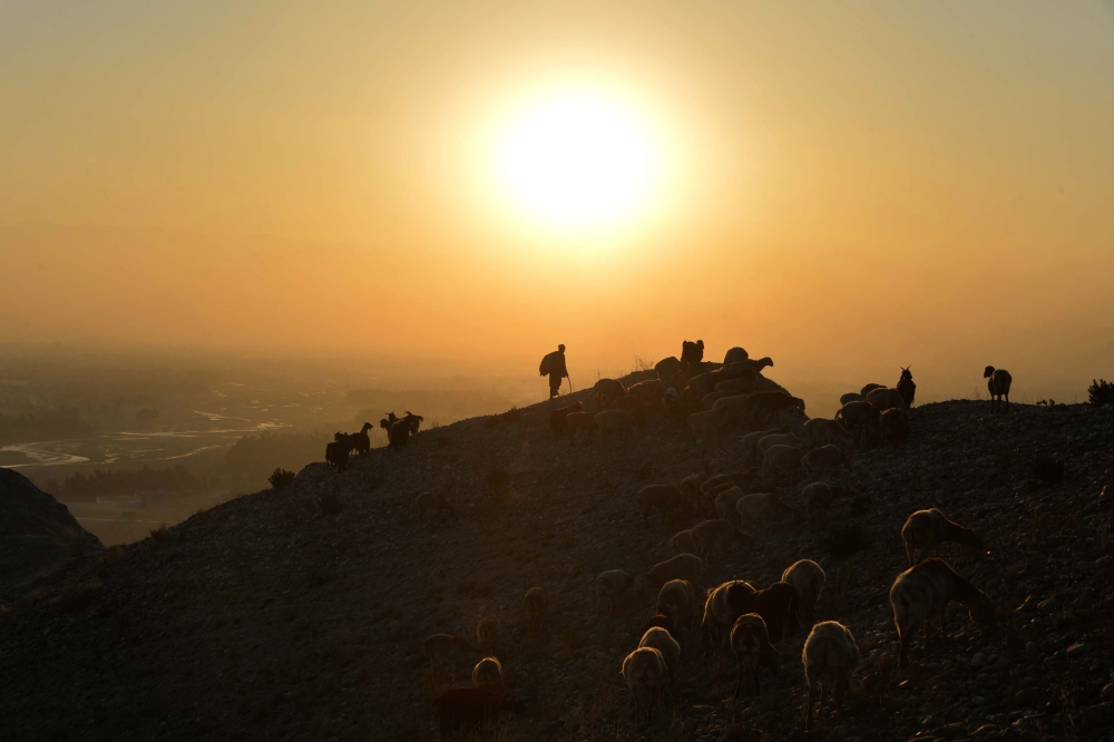 A shepherd leads his herd of sheep and goats on a hilltop during sunset on the outskirts of Jalalabad on December 2, 2020. / AFP / NOORULLAH SHIRZADA