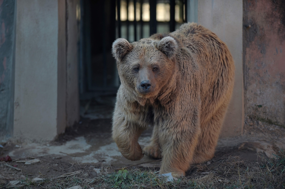 A Himalayan brown bear named 'Bubloo' is seen inside its enclosure prior to transport it to a sanctuary in Jordan, at the Marghazar Zoo in Islamabad on December 16, 2020.  AFP / Farooq NAEEM
