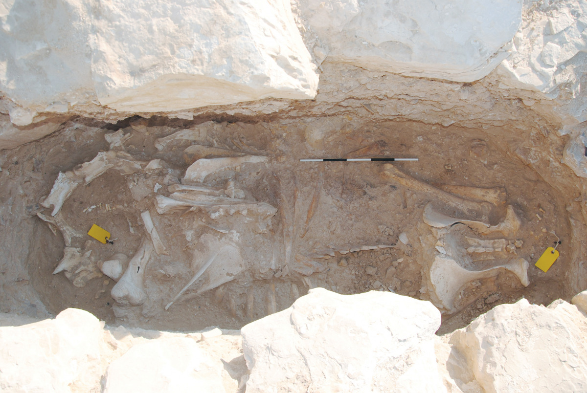 Remains of a camel found in a grave in Asaila.