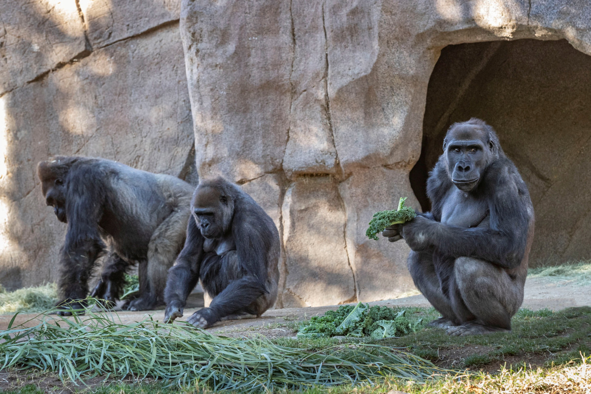 FILE PHOTO: Gorillas sit after two of their troop tested positive for COVID-19 after falling ill, and a third gorilla appears also to be symptomatic, at the San Diego Zoo Safari Park in San Diego, California, U.S. January 10, 2021. Picture taken January 1