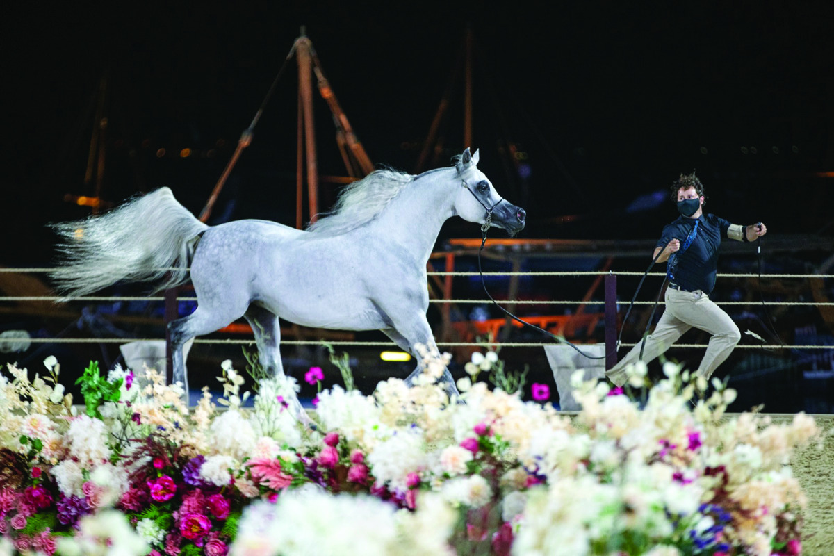 An action from the Katara International Arabian Horse Festival, yesterday.