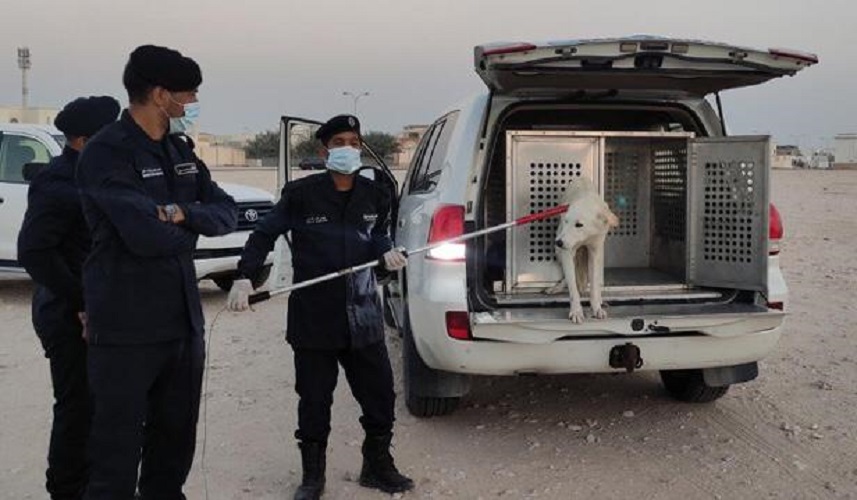 Campaign launched to put stray dogs in Ministry shelter The Peninsula