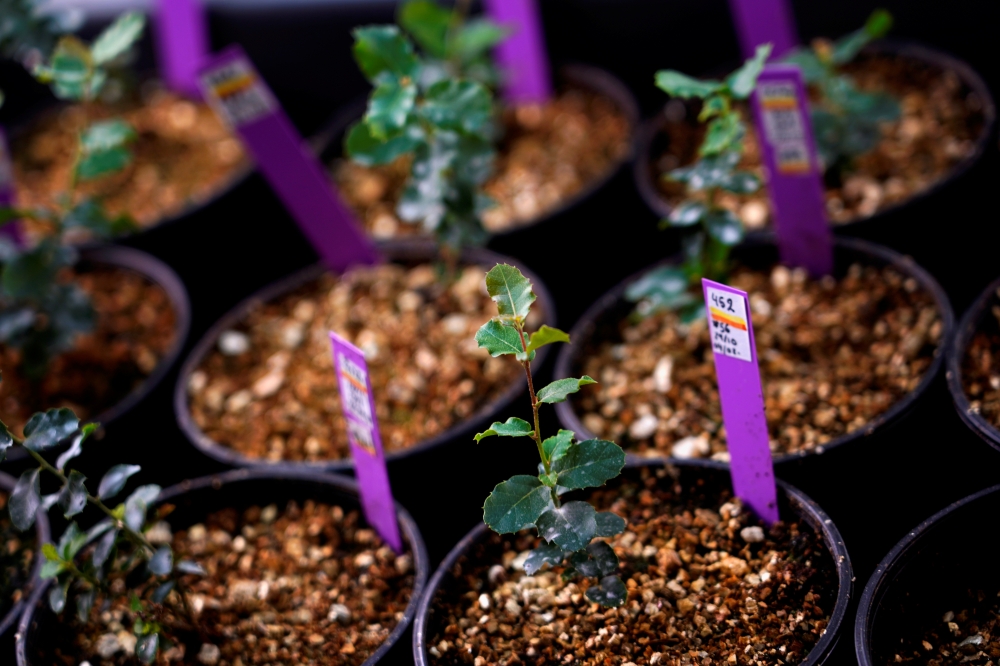 Seedlings of cork oak are seen in the laboratory of agroforestry department at Imidra, Madrid's rural, agroforestry and alimentation investigation institute, in Alcala de Henares, Spain, February 10, 2021. Picture taken February 10, 2021. REUTERS/Juan Med