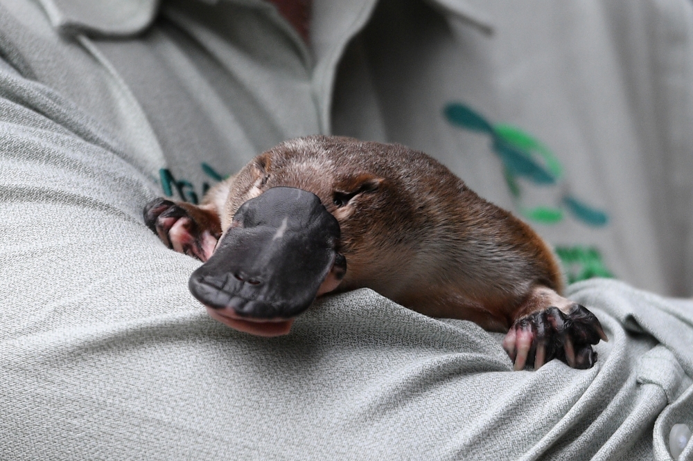 Annie the Platypus is seen during a World Wildlife Day announcement pledging to save the Australian platypus from extinction, at Taronga Zoo in Sydney, Australia, March 3, 2021. AAP Image/Dean Lewins/via REUTERS