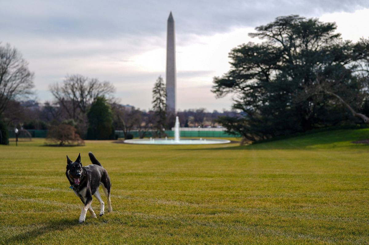 FILE PHOTO: Major, one of the family dogs of U.S. President Joe Biden and First Lady Jill Biden, explores the South Lawn after on his arrival from Delaware at the White House in Washington, U.S. January 24, 2021. Adam Schultz/White House/Handout via REUTE