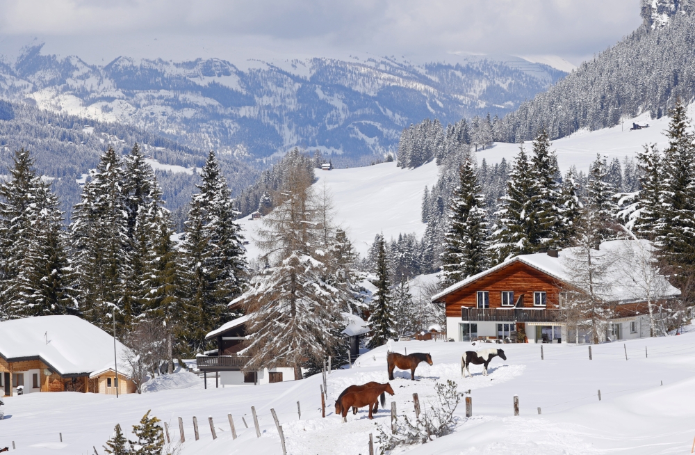 Horses stand in a snow field during the outbreak of the coronavirus disease (COVID-19) in Lenzerheide, Switzerland, March 19, 2021. REUTERS/Denis Balibouse