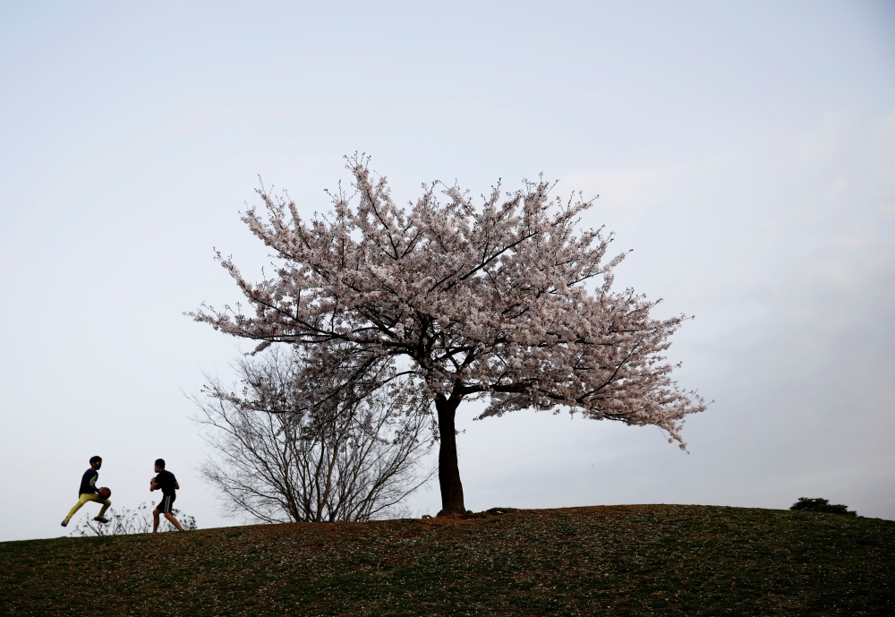 Boys play next to a blooming cherry tree at a park in Tokyo, Japan, March 31, 2021. REUTERS/Kim Kyung-Hoon 