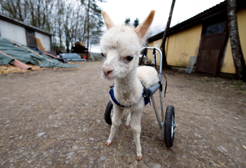 Leg amputated alpaca baby Marie Hope walks around the farm in Freisen, Germany, April 7, 2021. Picture taken April 7, 2021. REUTERS/Ralph Orlowski