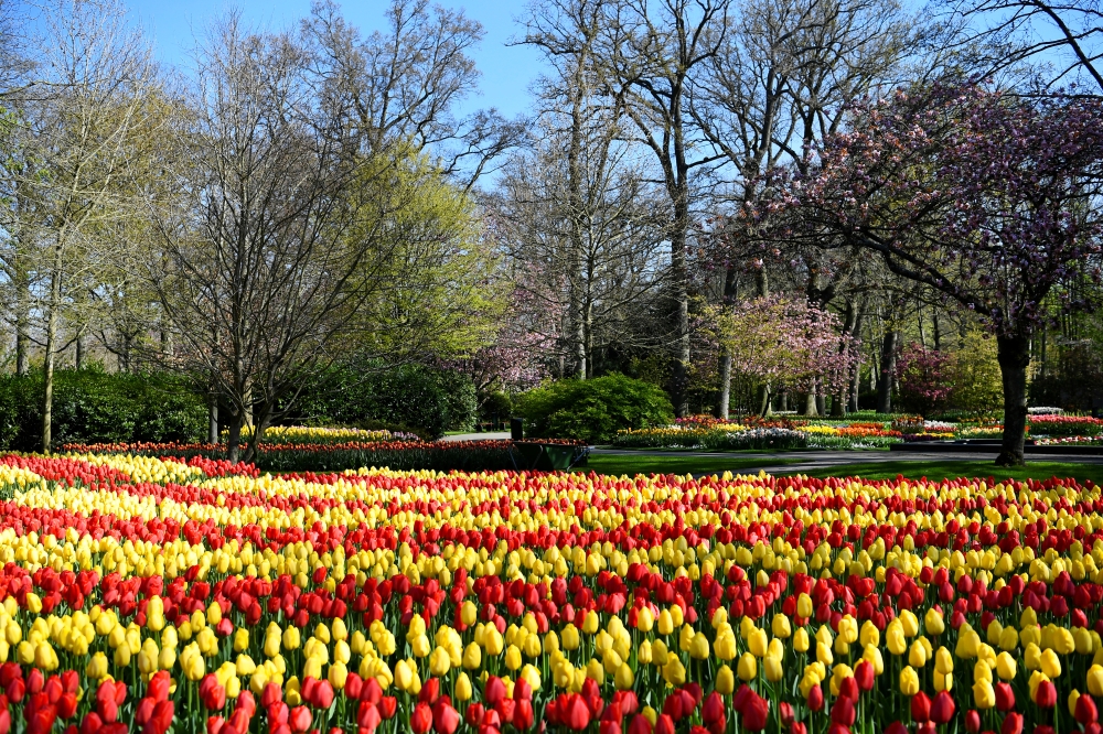 Tulips are seen at the Keukenhof park in Lisse, Netherlands April 28, 2021. Picture taken April 28, 2021. REUTERS/Piroschka van de Wouw