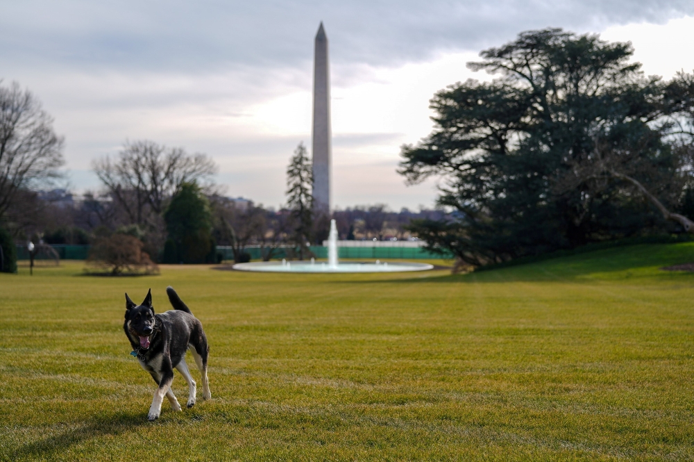Major, one of the family dogs of U.S. President Joe Biden and First Lady Jill Biden, explores the South Lawn after on his arrival from Delaware at the White House in Washington, U.S. January 24, 2021. Picture taken January 24, 2021. Adam Schultz/White Hou