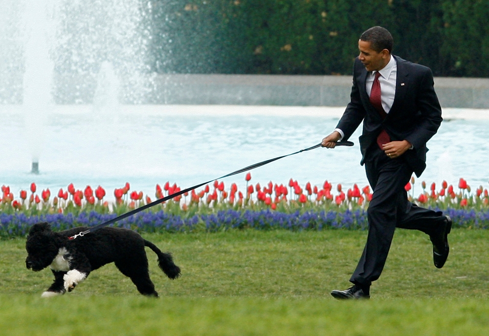 U.S. President Barack Obama runs with his new pet dog Bo, a six-month old male Portuguese water dog, on the South Lawn at the White House in Washington, April 14, 2009. REUTERS/Jim Young/File Photo
