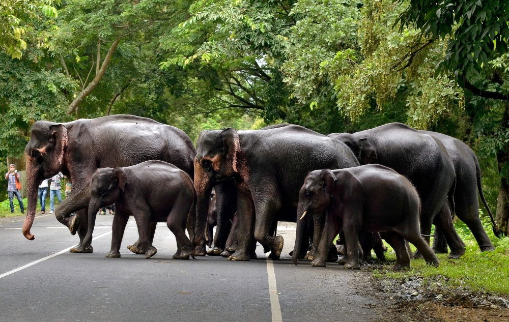File photo: A herd of elephants cross a road that passes through the flooded Kaziranga National Park in the northeastern state of Assam, India, July 12, 2017. Reuters/Anuwar Hazarika/File Photo