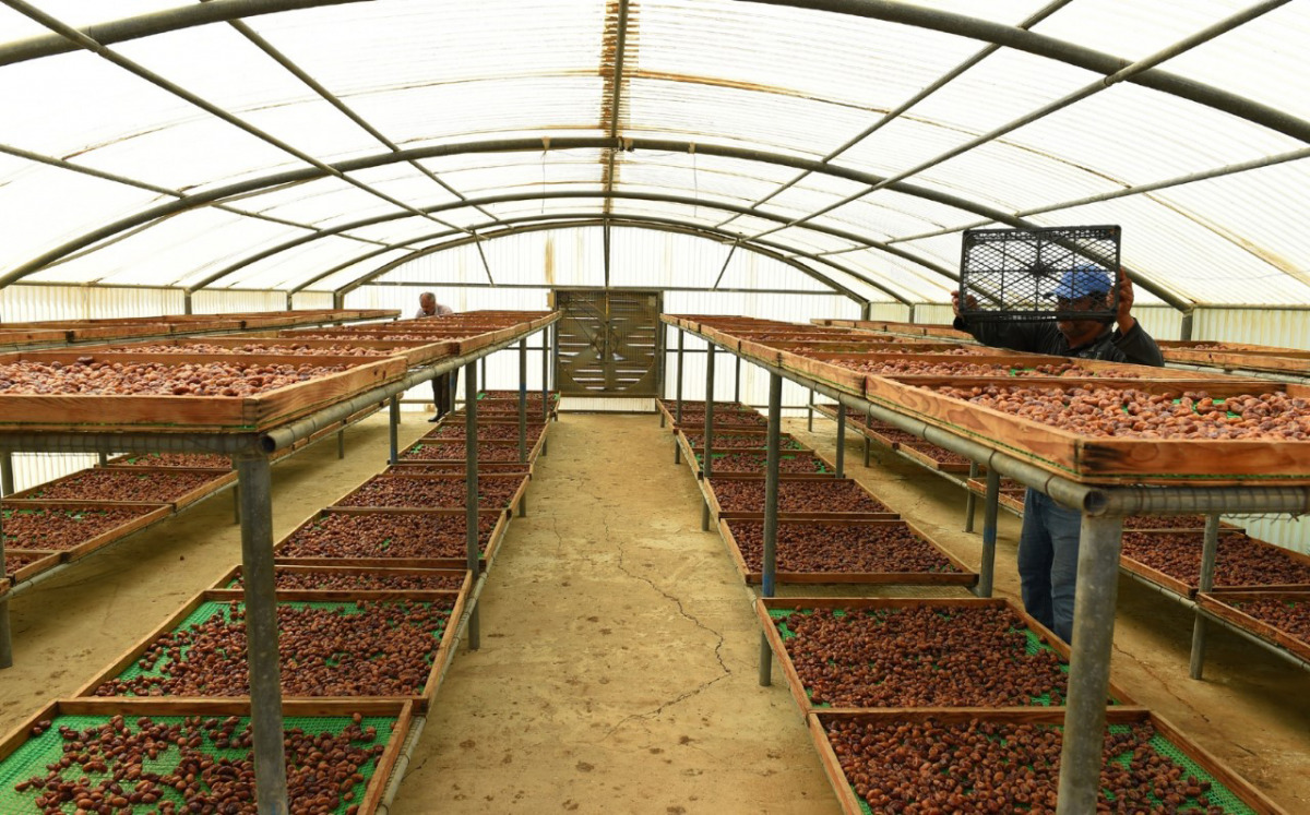 MME to provide novel drying house for dates The Peninsula Qatar