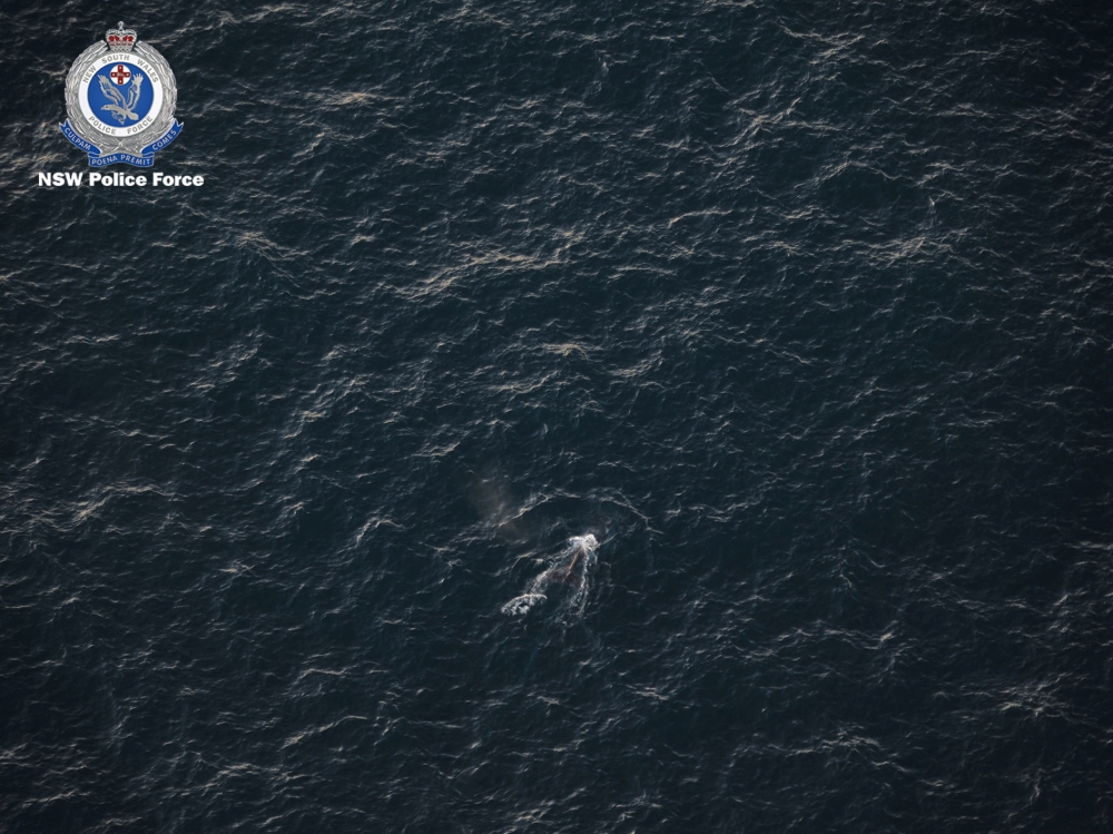 An aerial view of an entangled whale in this handout picture, off the coast of New South Wales, Australia June 7, 2021. NSW POLICE/Handout via REUTERS