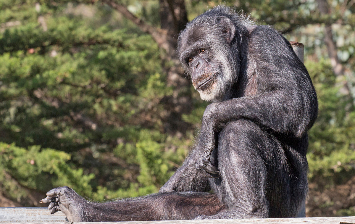 A January 14, 2015 handout photo shows Cobby, America's oldest male chimpanzee at the San Francisco Zoo, who died at age 63 the zoo announced on June 6, 2021. Marianne V Hale/San Francisco Zoo and Gardens/Handout via REUTERS 