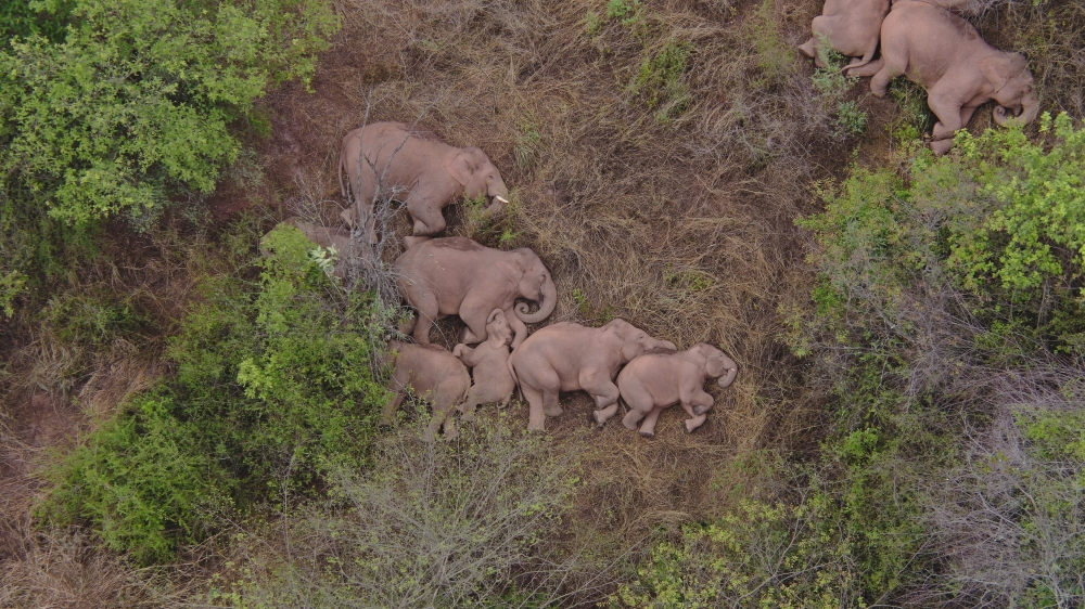 Wild Asian elephants lie on the ground and rest in Jinning district of Kunming, Yunnan province, China June 7, 2021. A herd of 15 wild elephants has trekked hundreds of kilometres after leaving their forest habitat in Xishuangbanna National Nature Reserve