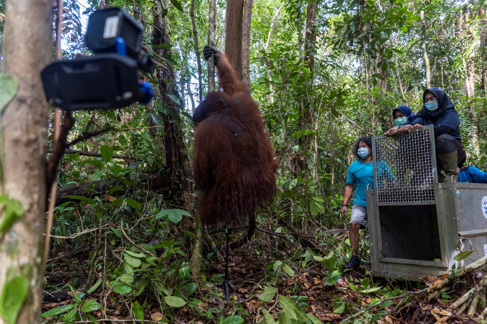 Jala, a male adult orangutan, climbs a tree after leaving a cage as it is released back into the wild by conservationist group International Animal Rescue (IAR) Indonesia and country's environment and forestry ministry agency at the conservation forest of