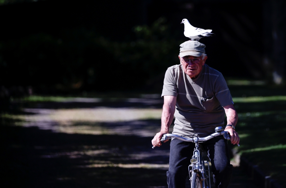 Xavier Bouget, 80 years old Frenchman, who built a strong relation with a wild pigeon called 