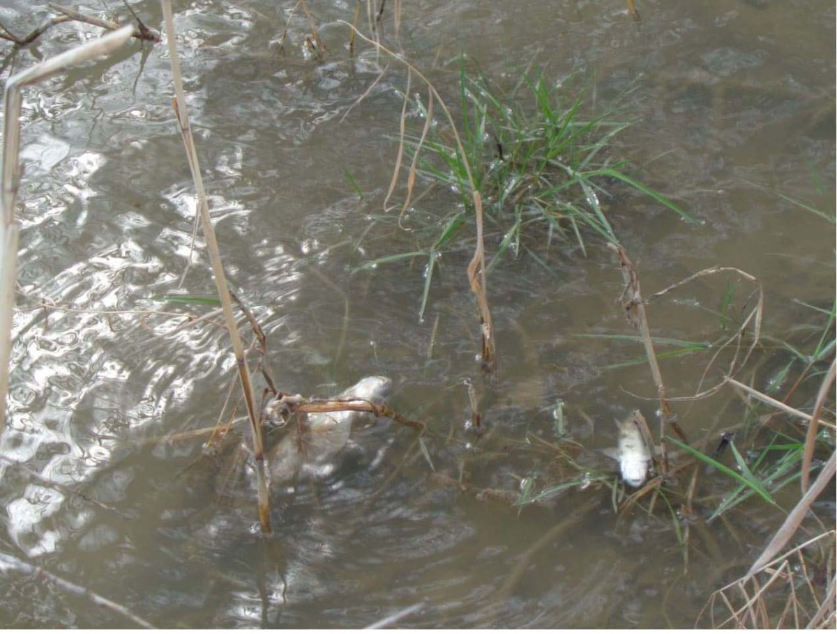 A view of dead fish lying in the polluted  Okhchuchay River.